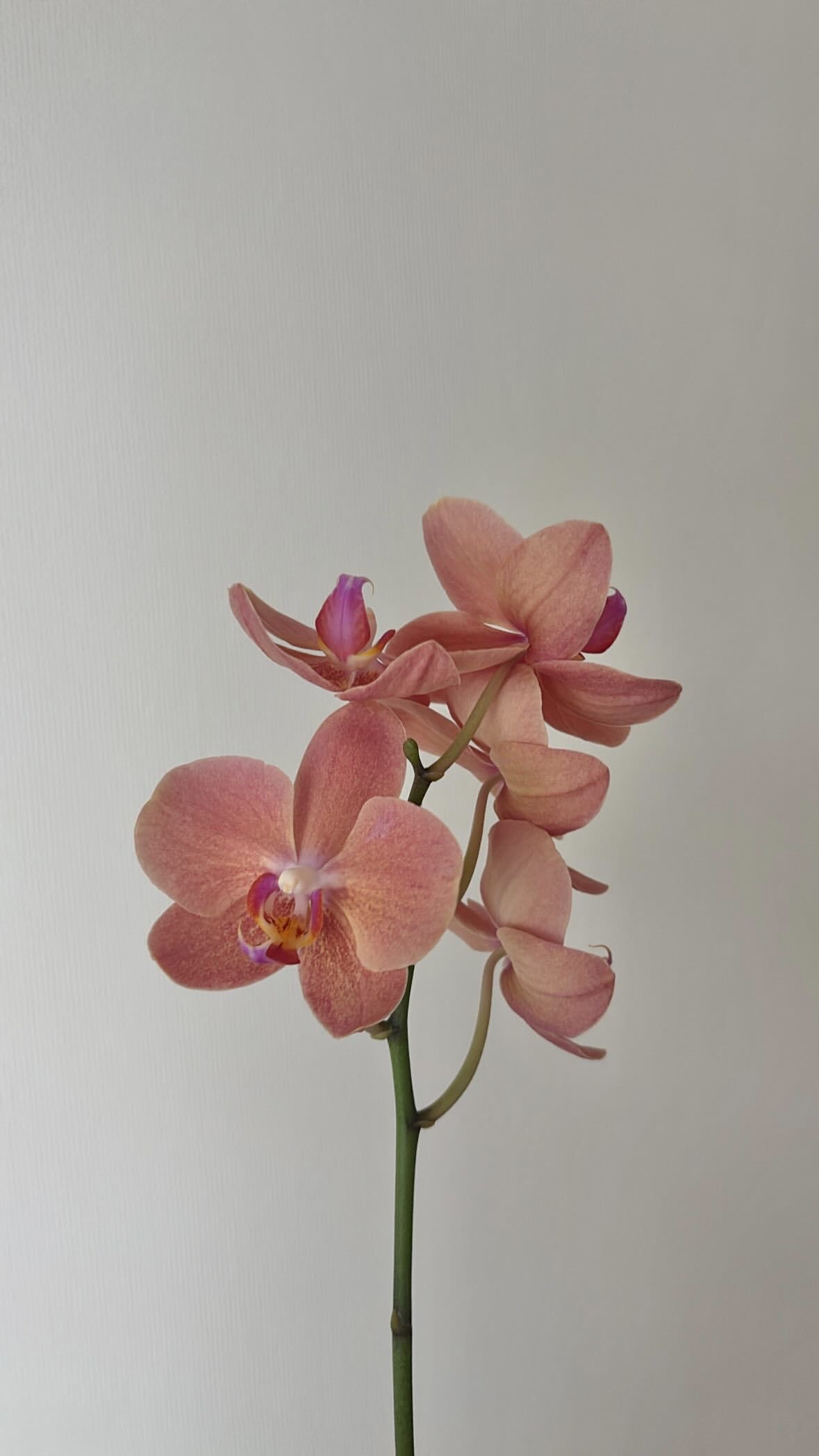 تعرف على مريم